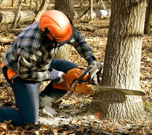 Tree Removal in Rumsey, CA